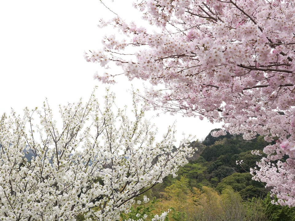 今年の桜　まとめ