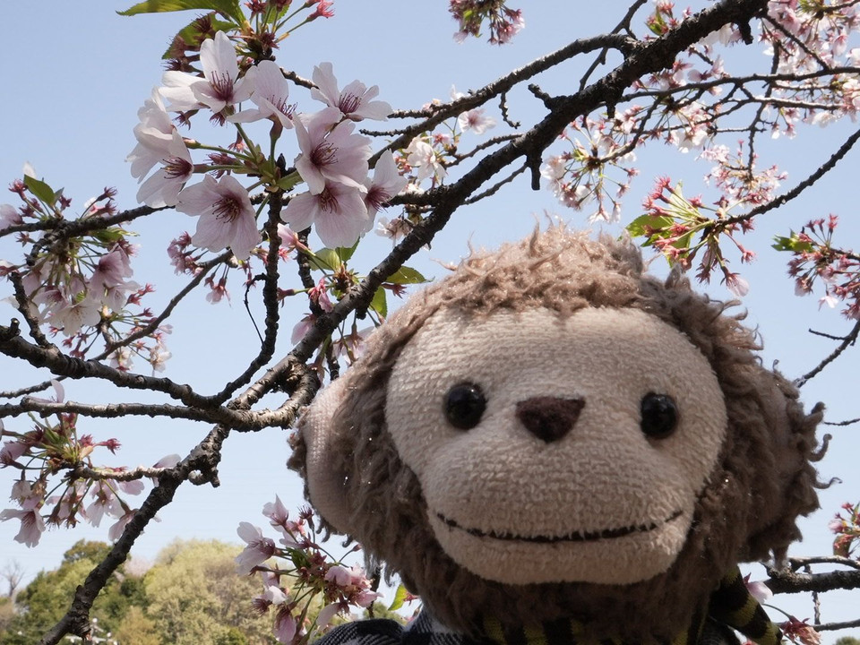 今年の桜　まとめ