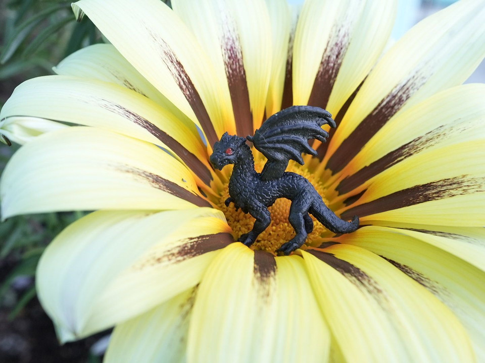 プランターに植えた美しい花と…