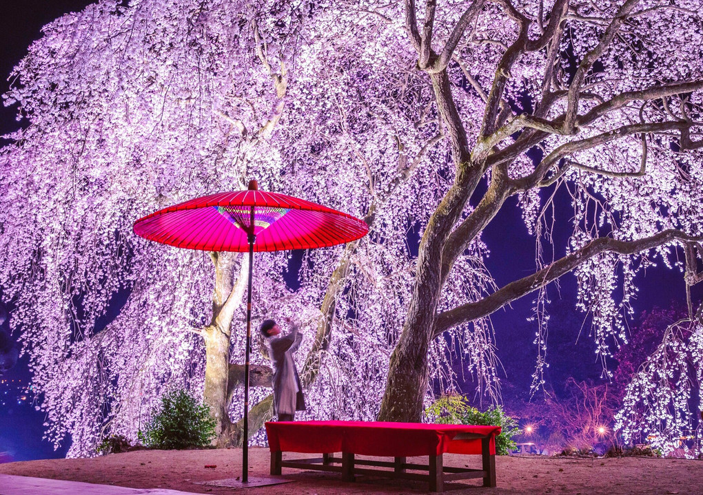 夜のしだれ桜