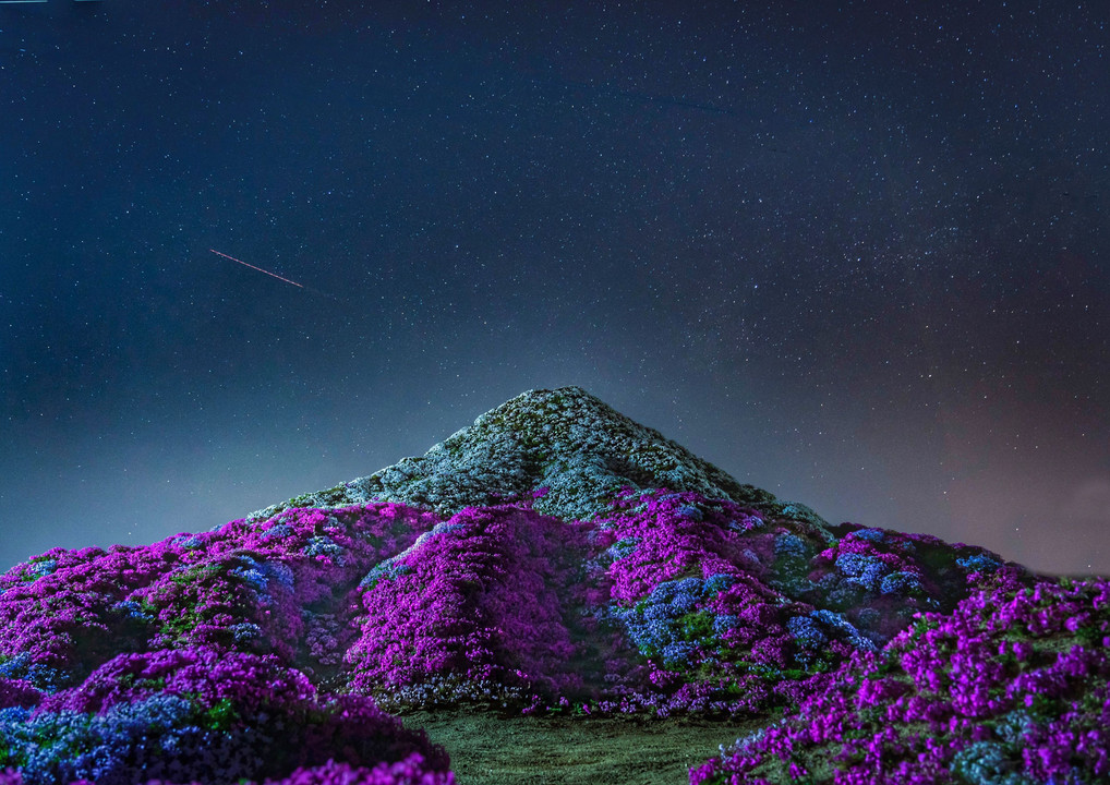 夜の芝桜富士山🌸