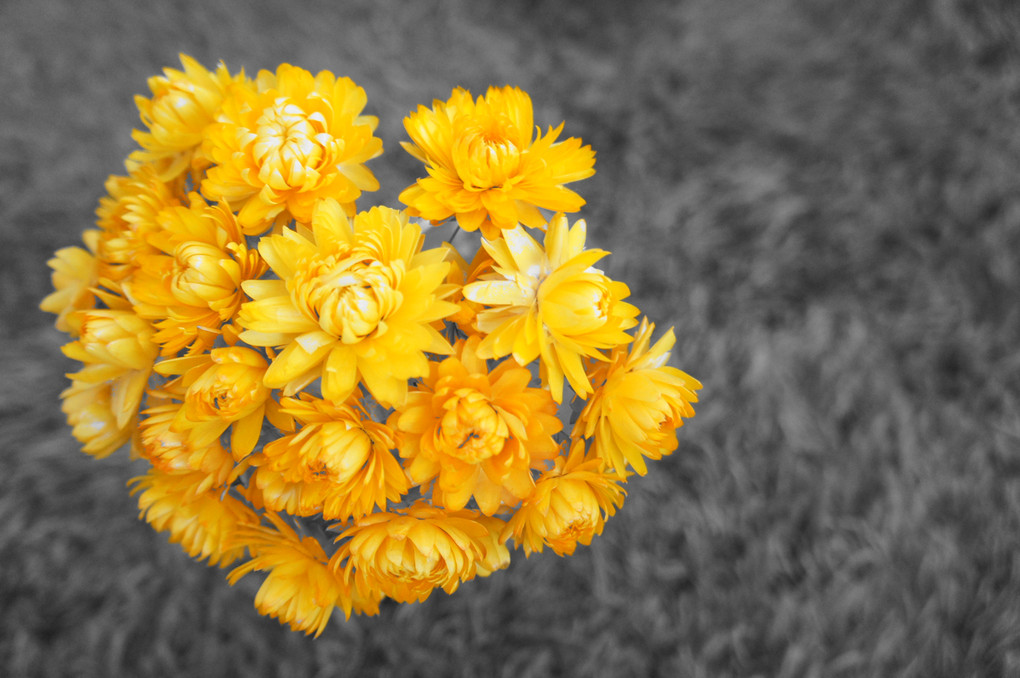flower -yellow-