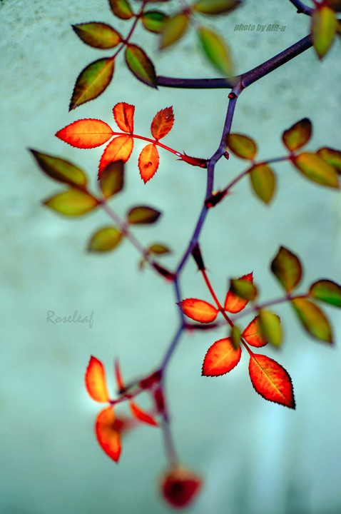 Rose-leaf