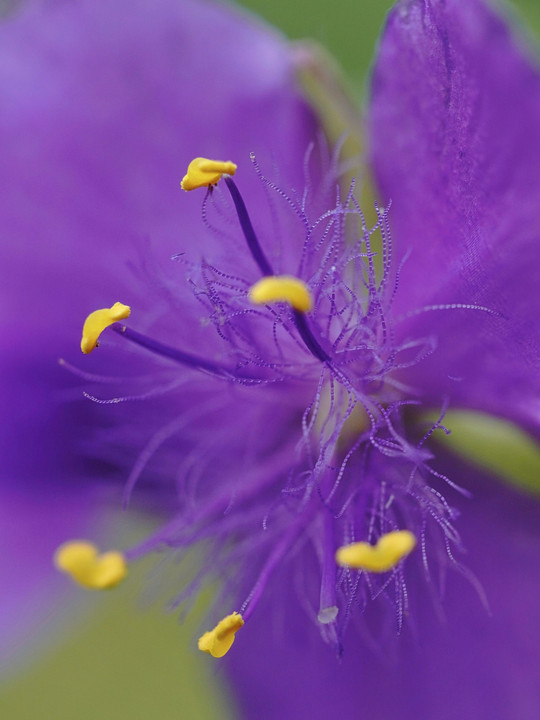 紫 露 草