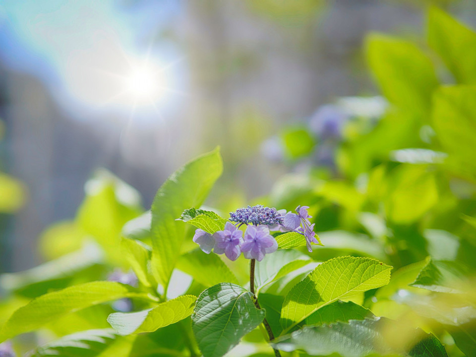 真夏の紫陽花☀