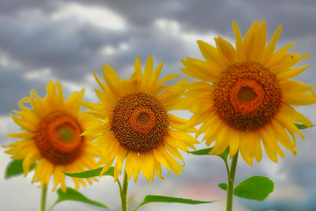 three sunflowers 🌻🌻🌻