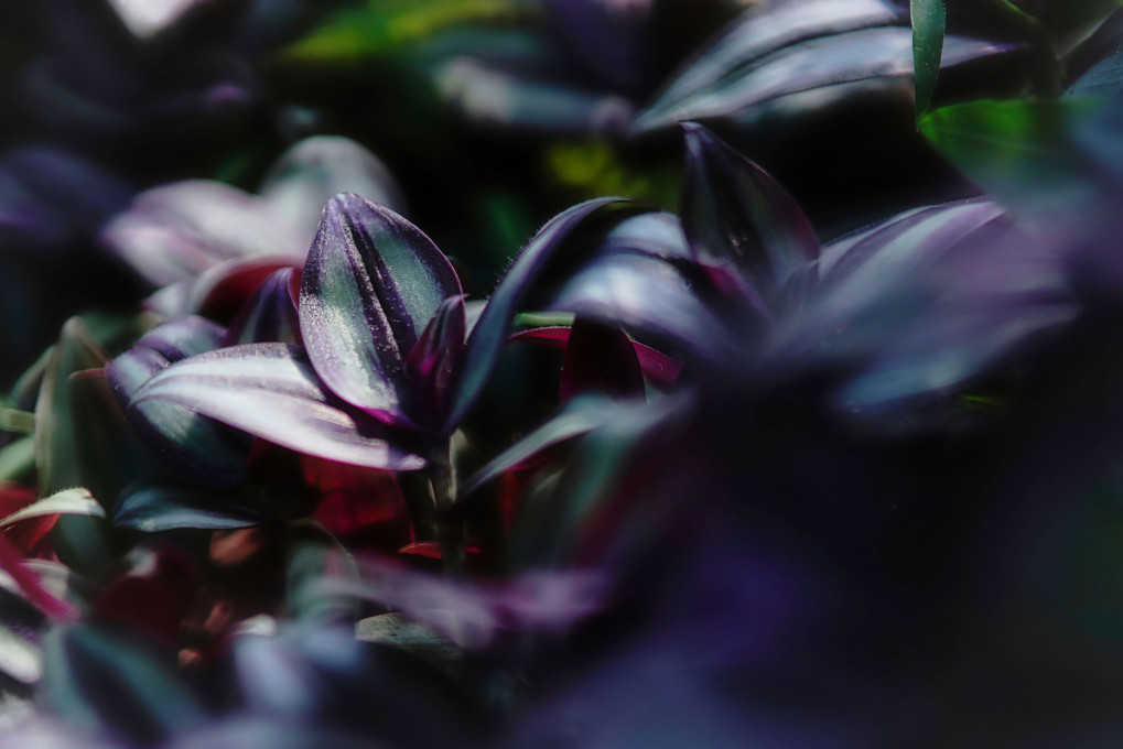 縞 紫 露 草 