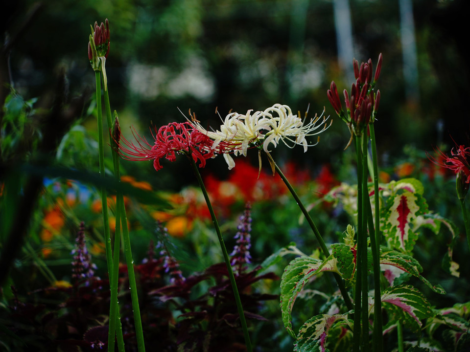 花 壇 の 秋 