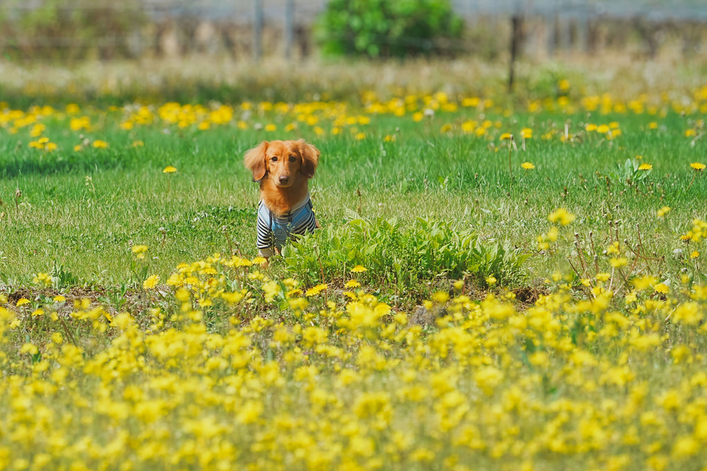 タンポポと小犬🐾