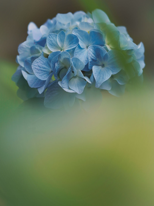 紫陽花blue