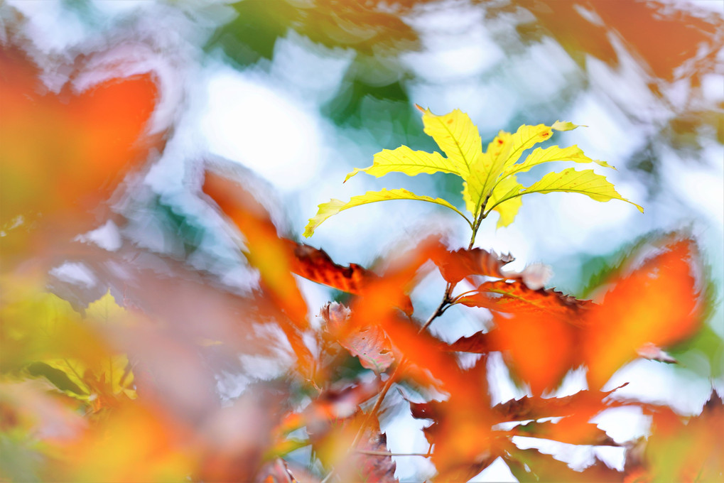 Autumn leafs 🍂