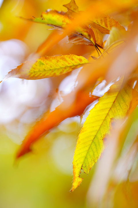 Autumn colors Ⅱ 🍂
