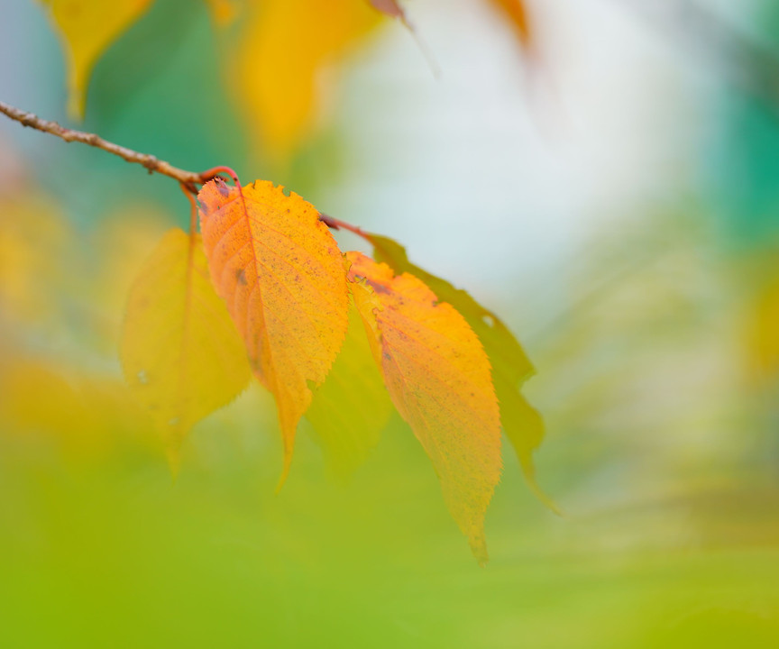 Autumn colors Ⅱ 🍂