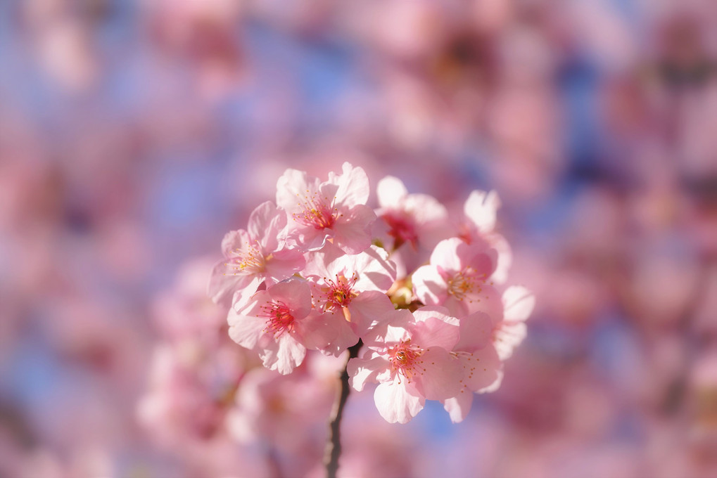 河津桜の頃 Ⅱ