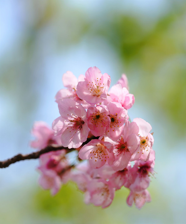 陽 光 桜 🌸