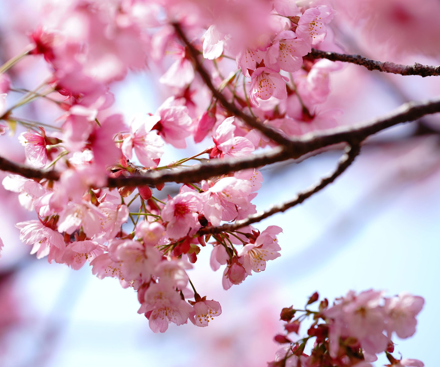 陽 光 桜 🌸