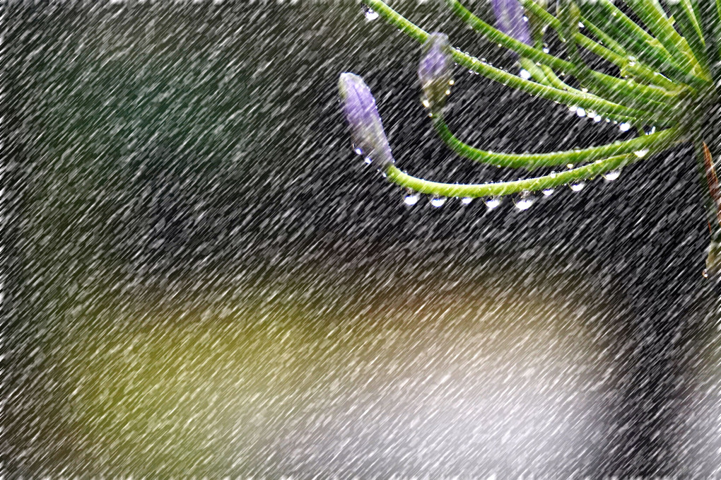 アガパンサスの雨粒 Ⅰ