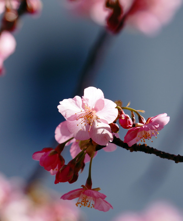 河 津 桜 の 頃 🌸