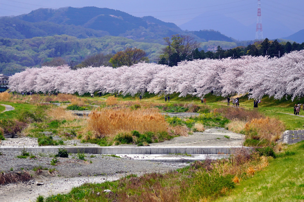 千本桜のある風景🌸
