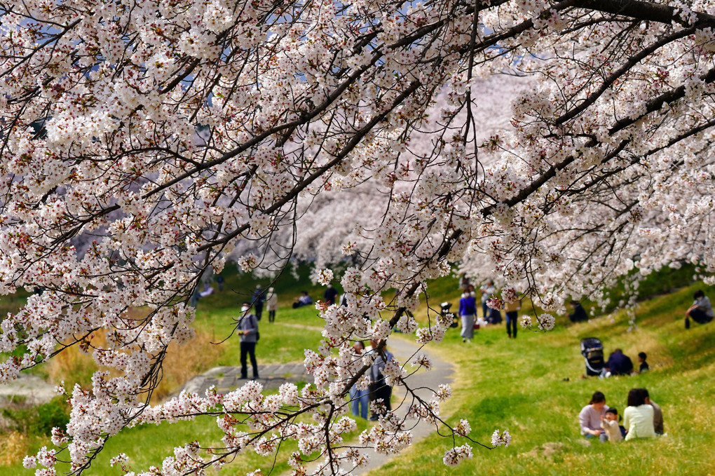 千本桜のある風景🌸
