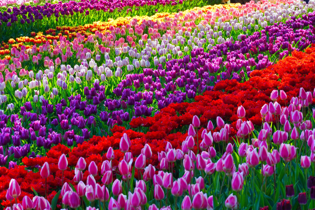 Tulip Land ３