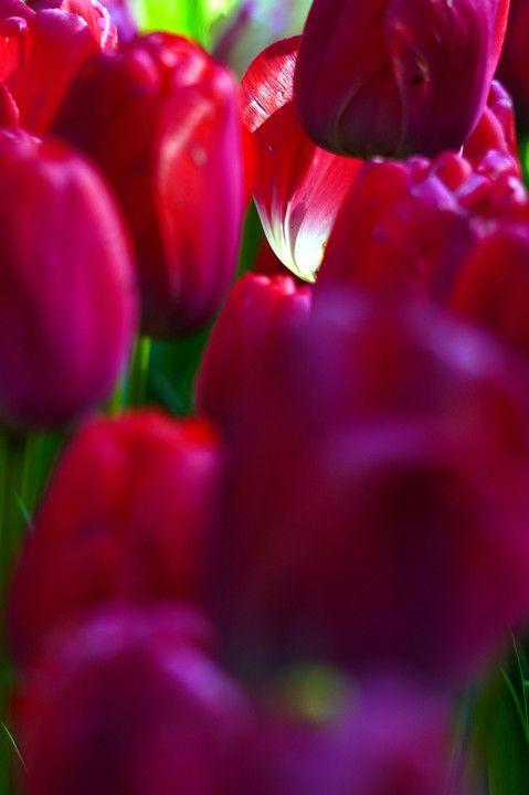 Rode Tulpen 🌷