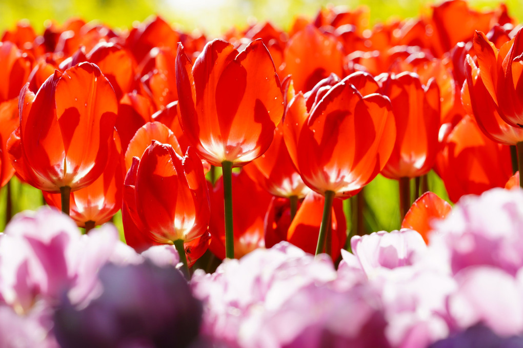 Rode Tulpen 🌷