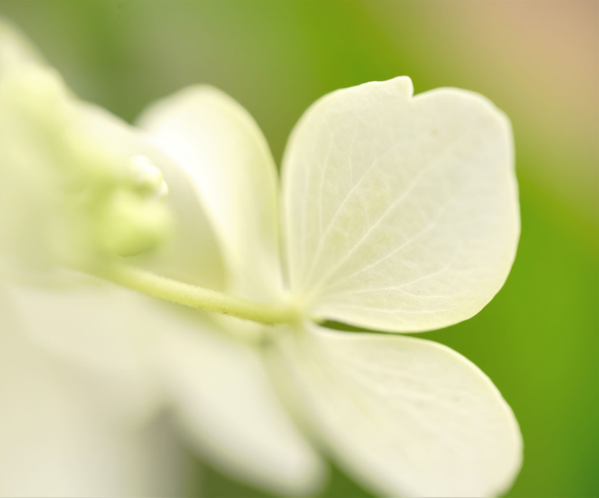 紫陽花の詩