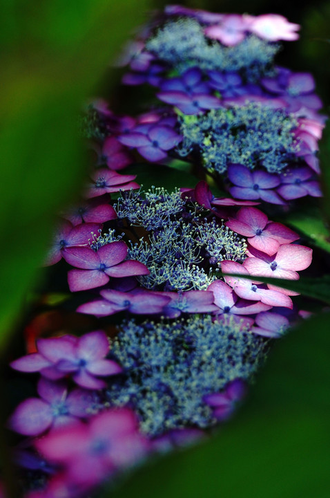 今朝の紫陽花