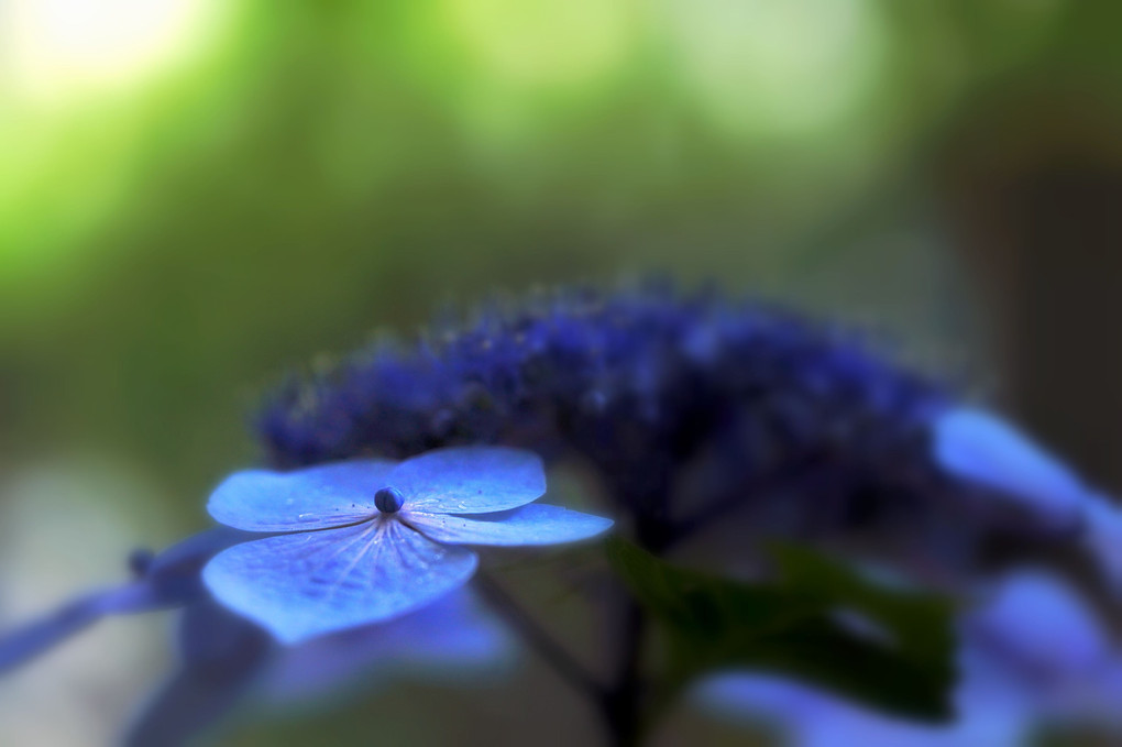 紫陽花と遊ぶ朝