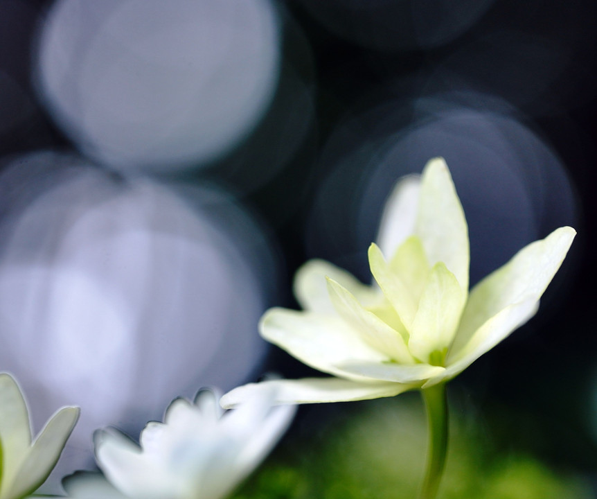 紫陽花と遊ぶ朝