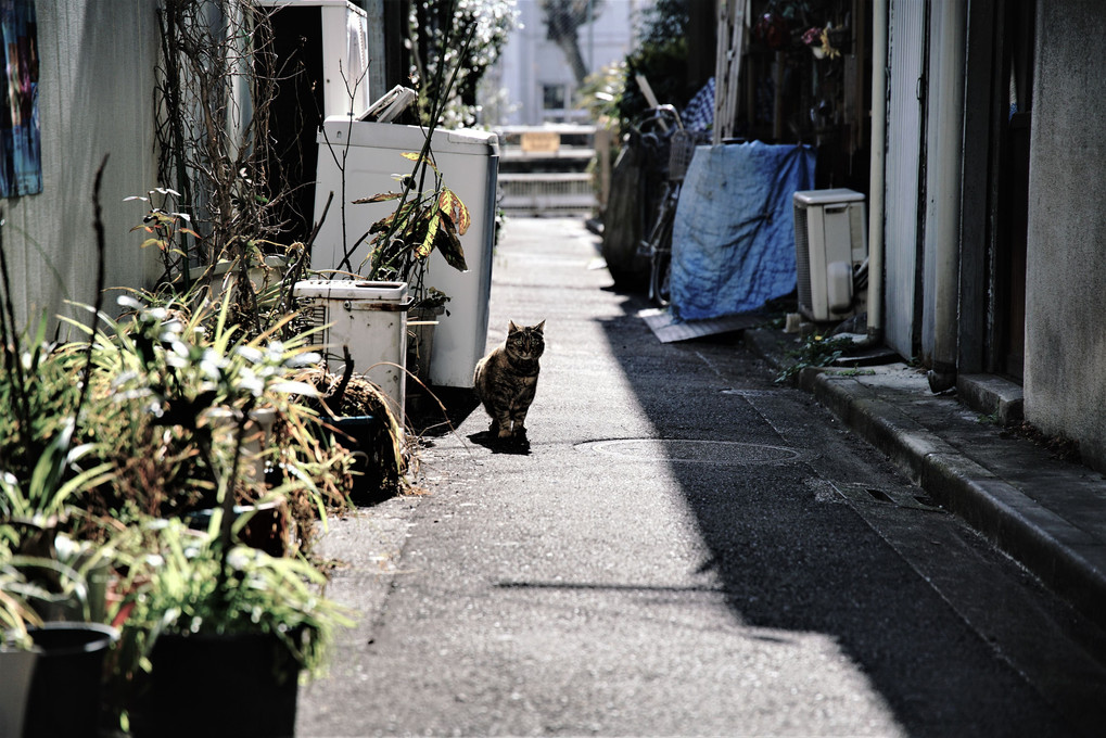 off-street Cat 🐈