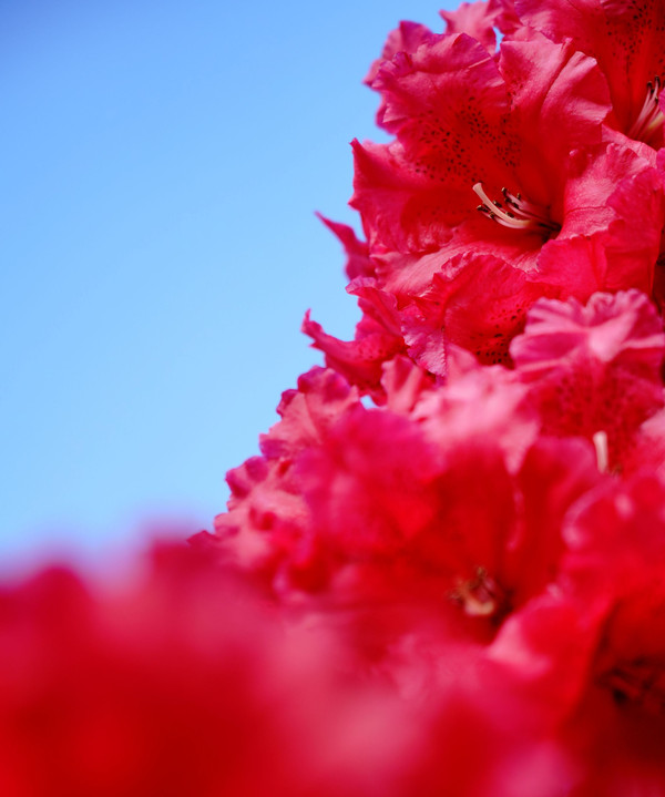 赤い石楠花