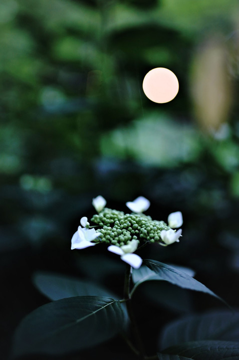 月 見 🌚 紫 陽 花 