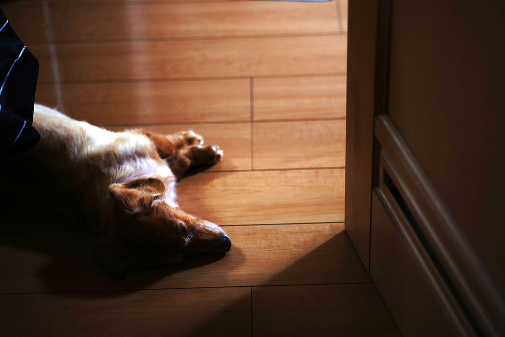 ドアの前で寝る犬