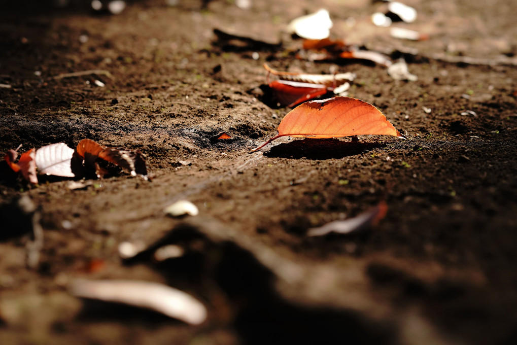 "fallen leaves"   🍃