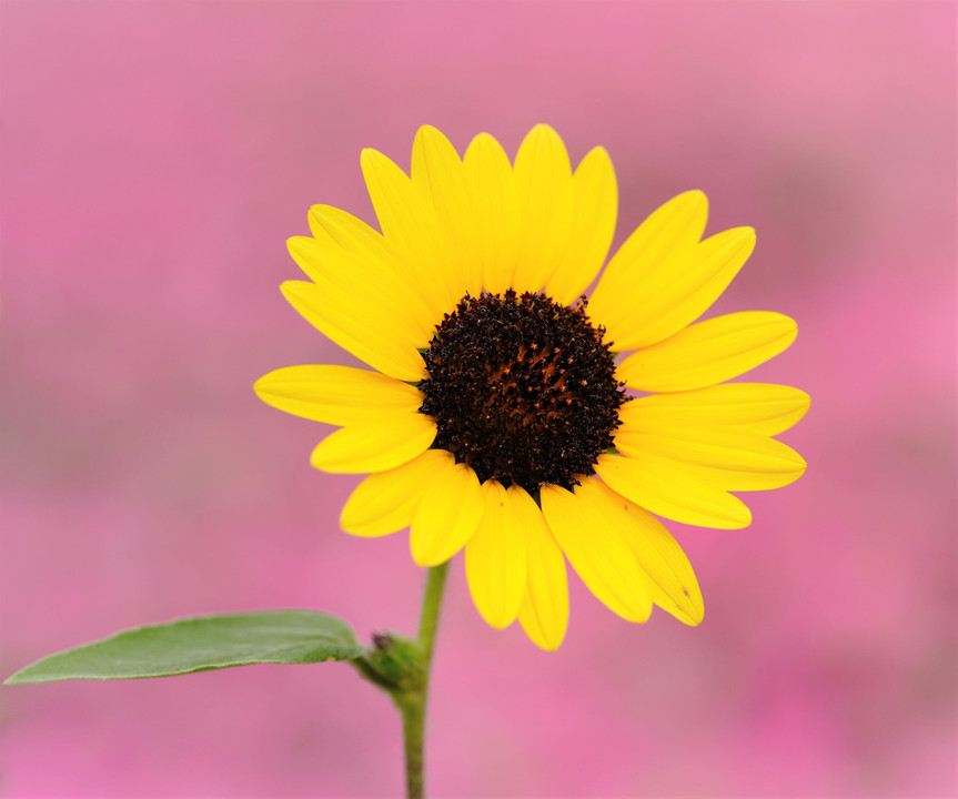 太陽の花☀