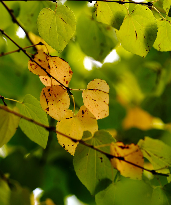 Cute leaves 🍂