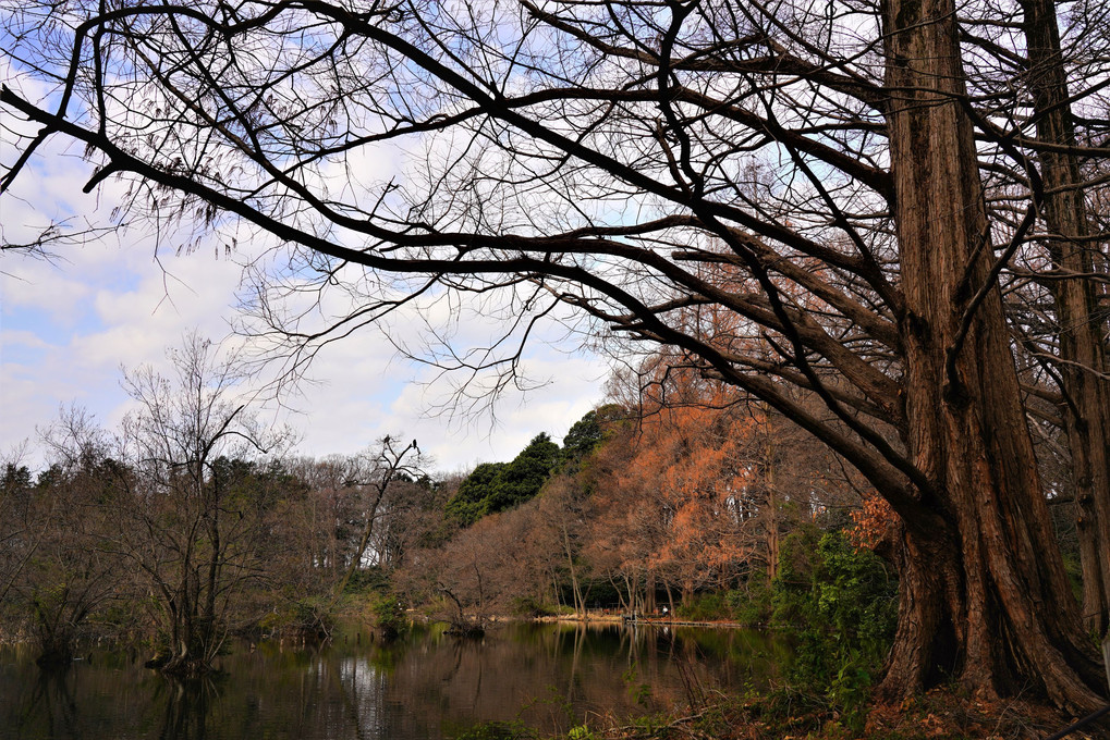 メタセコイアとラクウショウ🌳