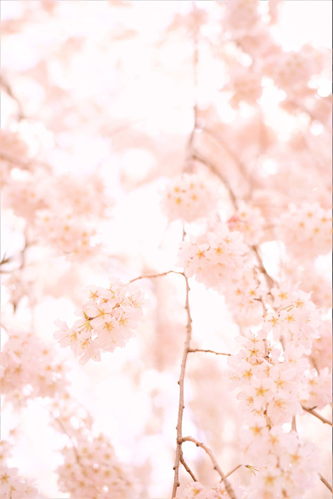 桜 🌸 色