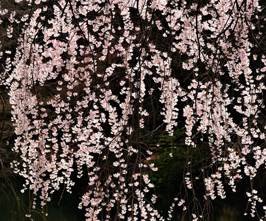 新 宿 御 苑 の 春  🌸🌸