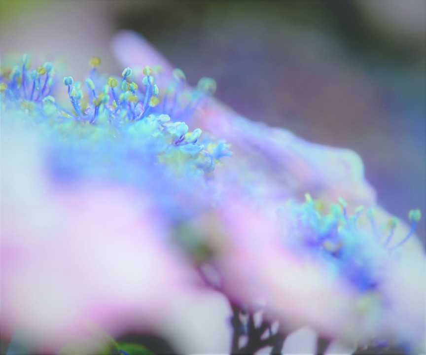 紫陽花soft