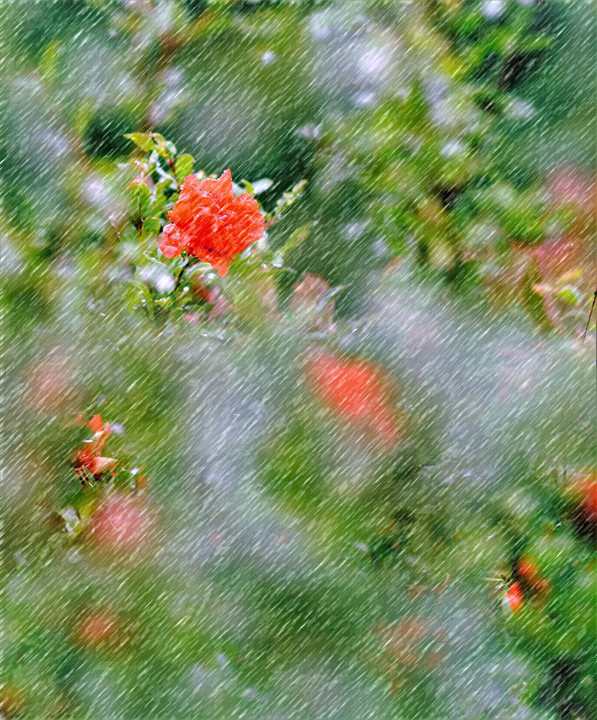梅雨の花