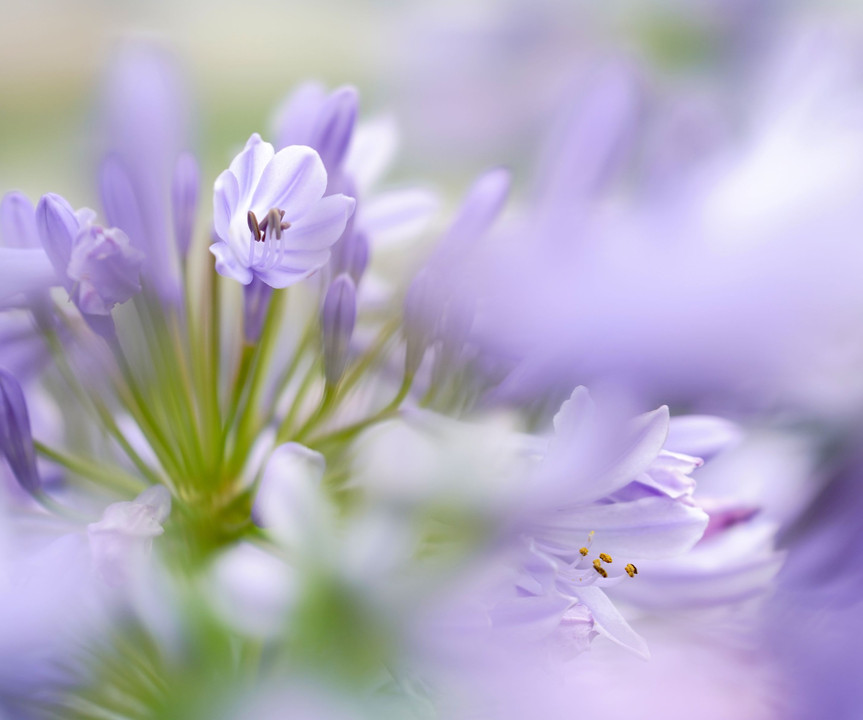 紫 君 子 蘭 