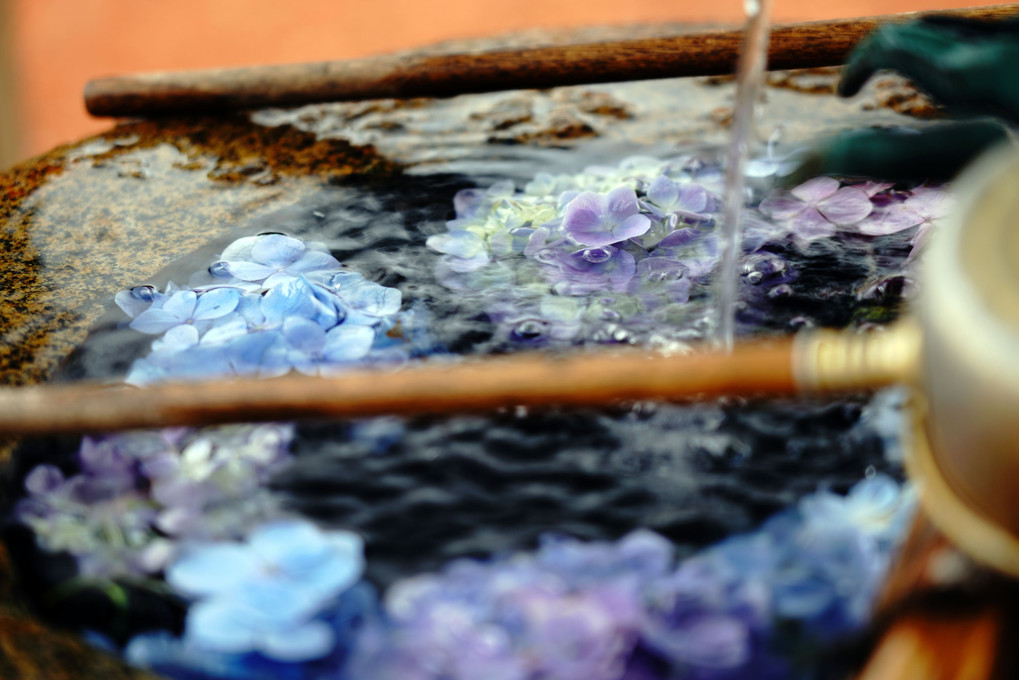 手水舎の紫陽花