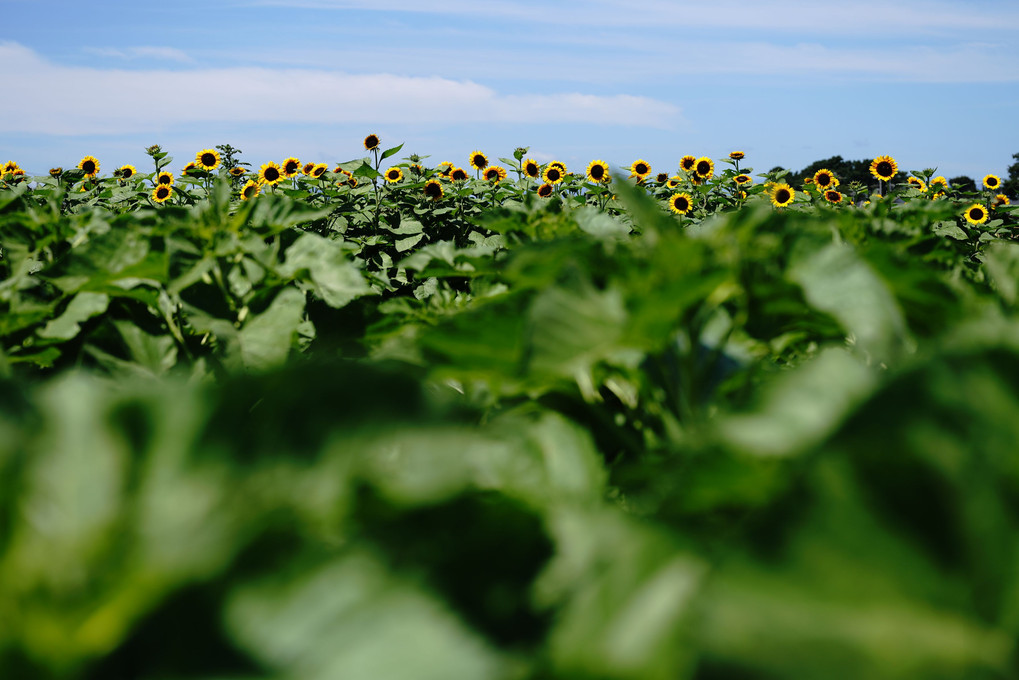 向 日 葵 の 群 像 🌻