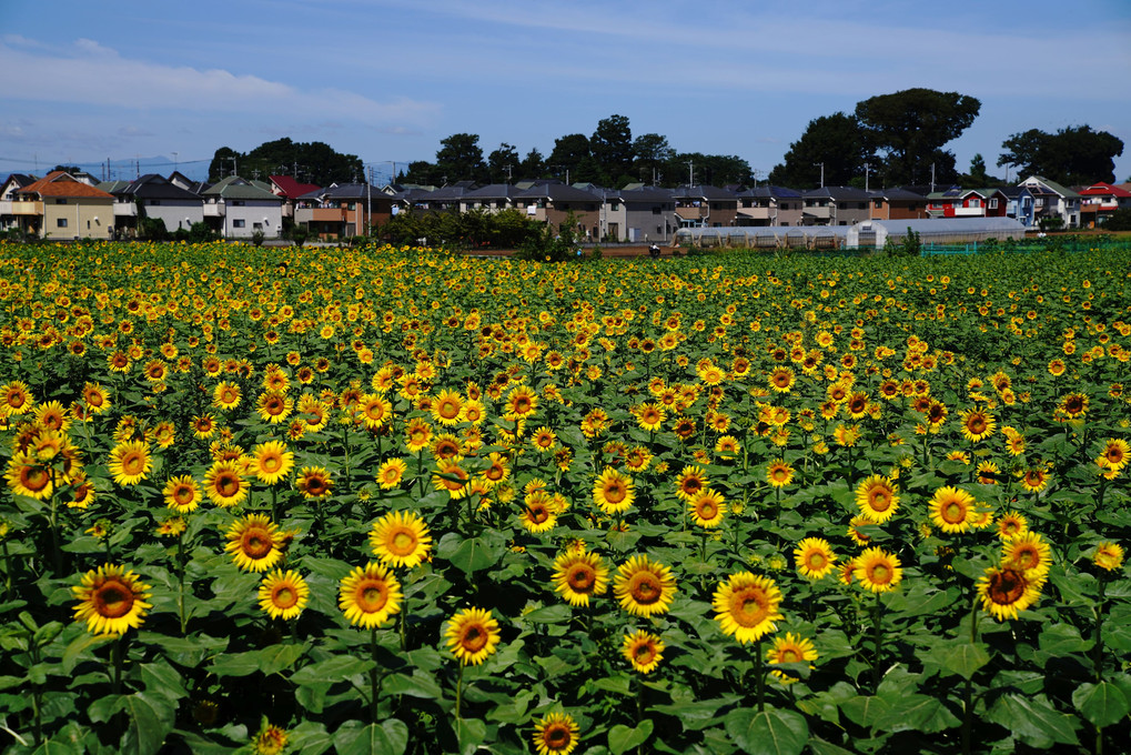 向 日 葵 の 群 像 🌻