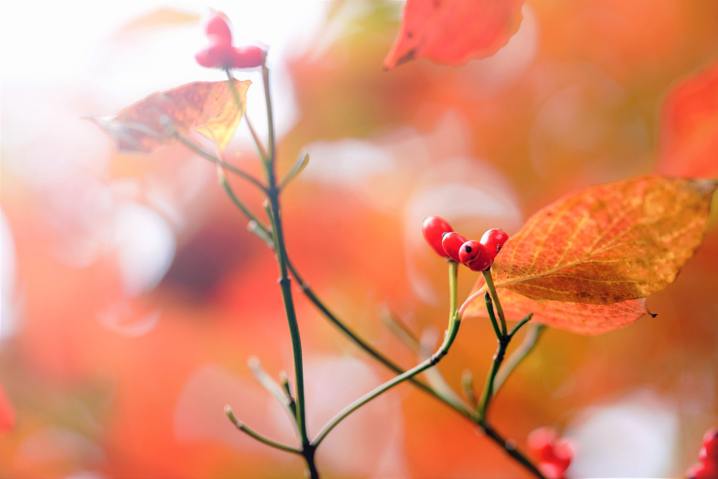 秋 の 花 水 木 