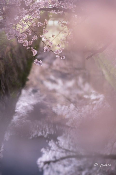 * 桜疏水 * 