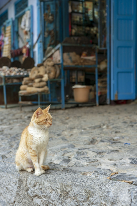 BLUE LABYRINTH  ー chaouen with a cat ー